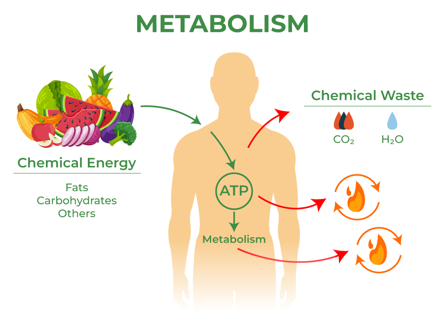 Metabolism impact by Intermittent Fasting